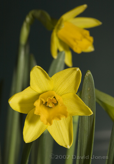 A daffodil for St. David's Day