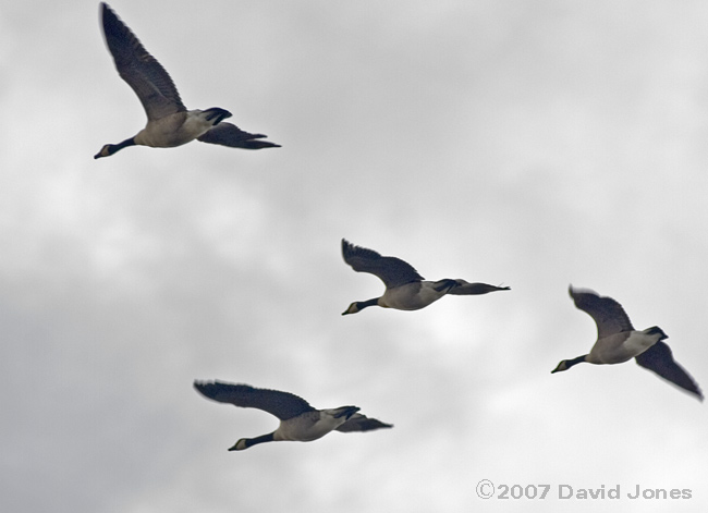 Geese flying past the garden