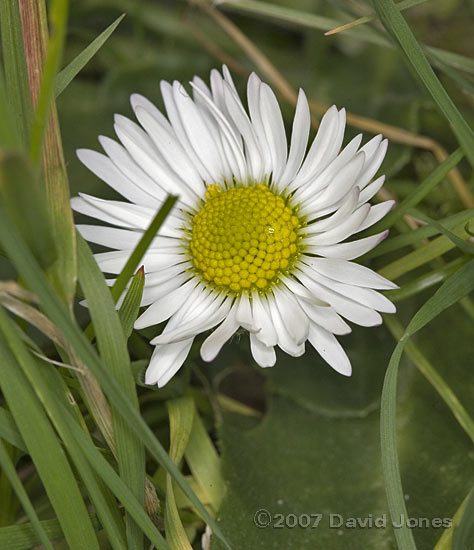 The first Daisy of the year