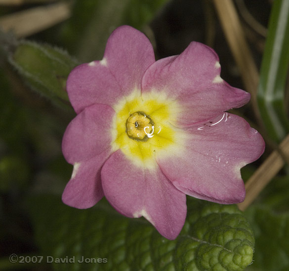 The first red Primrose in the garden - close-up