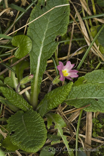 The first red Primrose in the garden