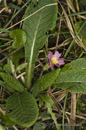 The first red Primrose in the garden