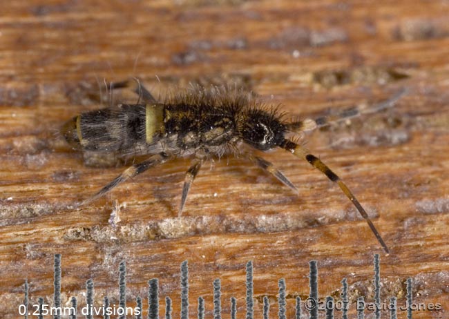 Springtail (Orchesella sp.)