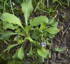 The first Violet of the year