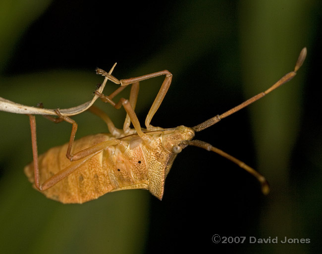 Bug, possibly Box Bug (Gonocerus acuteangulatus) - underside
