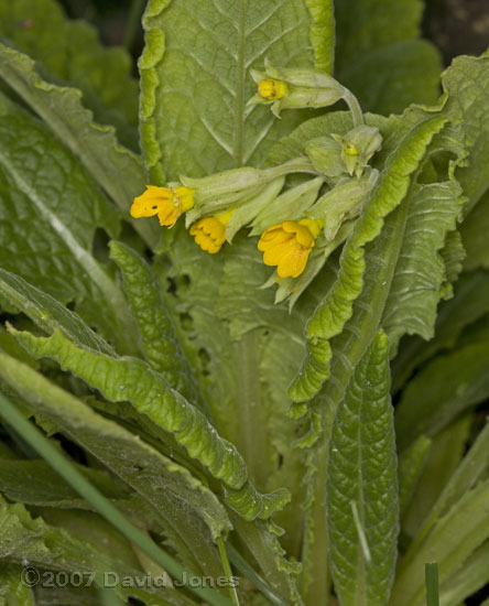 First Cowslips of the year