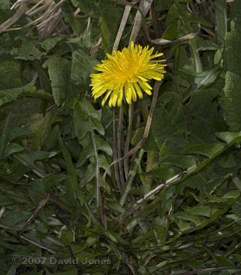 First dandelion of the year
