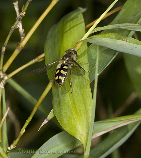 The first hoverfly of the year