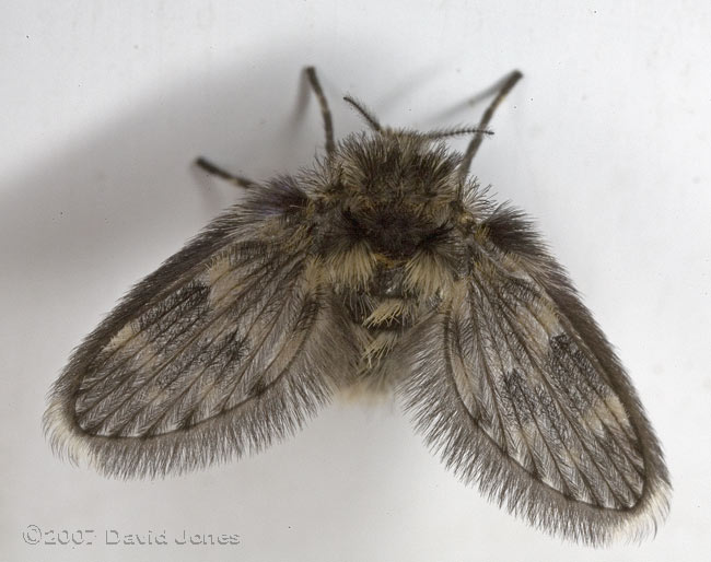 Owl-midge (moth-fly)