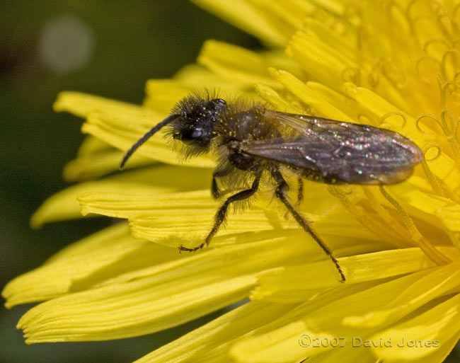 Solitary bee on dandelion