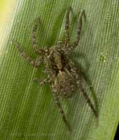 Spiders