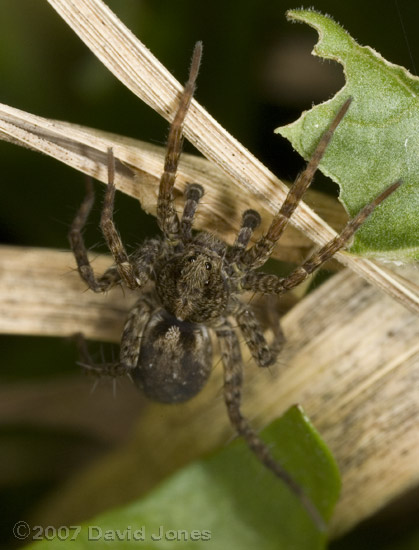 Spider - 2