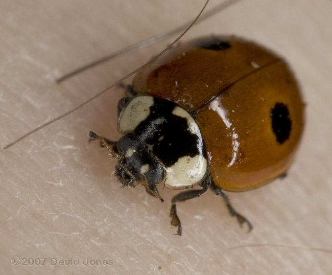 2 - Spot Ladybird on my arm