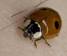 2 - Spot Ladybird on my arm