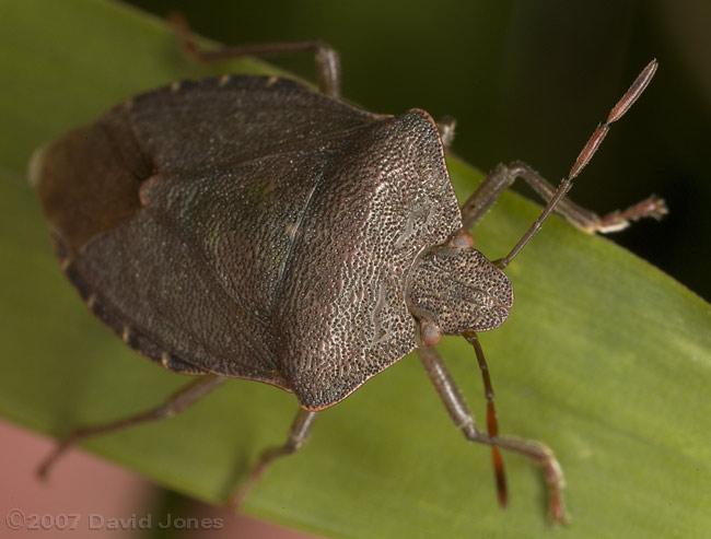 Green Shieldbug (Palomena prasina) in hibernation colours