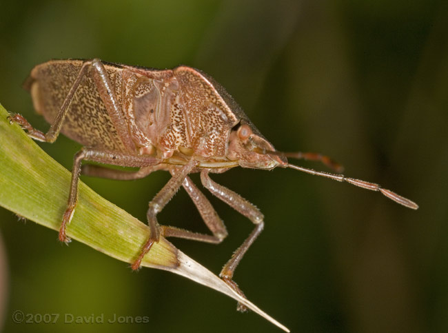 Green Shieldbug (Palomena prasina) in hibernation colours - underside