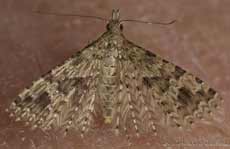 Many-plumed Moth (Alucita hexadactyla)