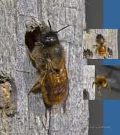 Tawny Mining Bee(?) at bee hotel