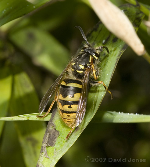 Wasp feeding on honeydew on bamboo leaf