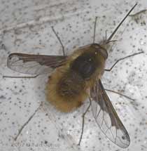 Bee-fly (probably Bombylius major)