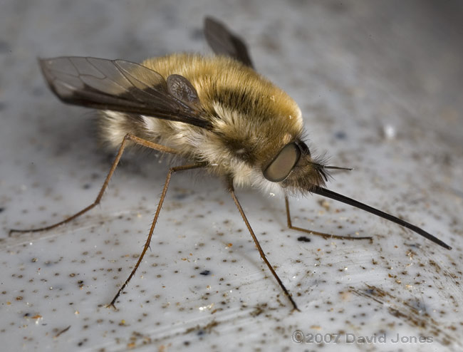Bee-fly (probably Bombylius major) - oblique view