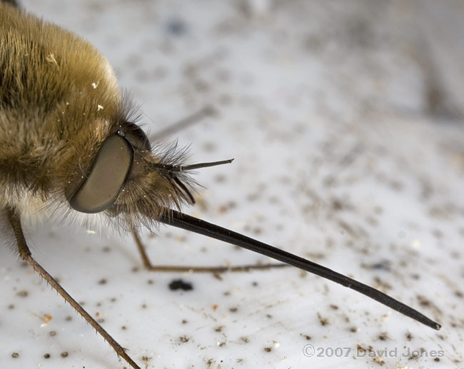 Bee-fly (probably Bombylius major) - close-up of head