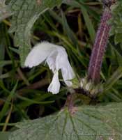 White Dead-nettle (Lamium album)