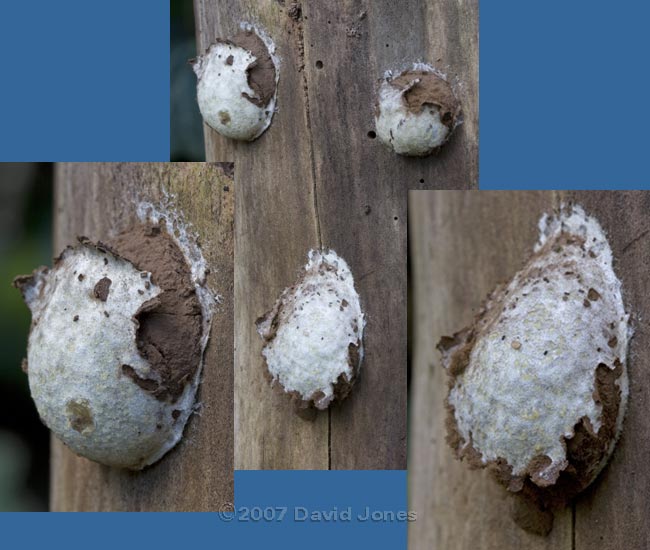 Slime mould (Reticularia lycoperdon ?) on decaying log