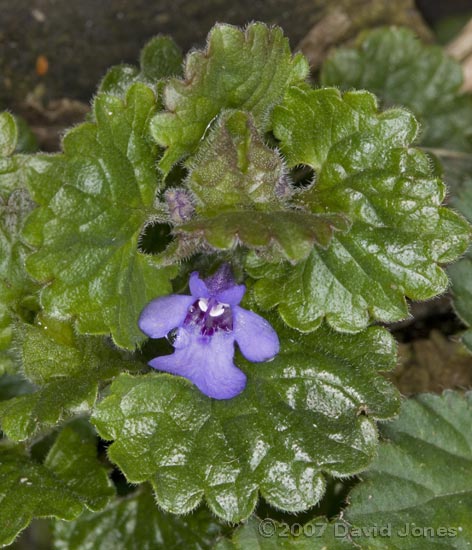 Ground Ivy (Glechoma hederacea)