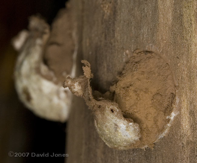 Slime mould (Reticularia lycoperdon ?) shedding spores