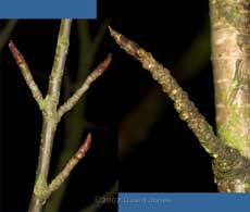 Buds tightly closed on Birch and Rowan