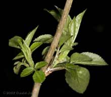 Well developed leaves on Elder