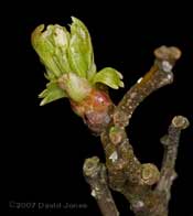 A Hawthorn bud bursts