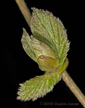 Hazel leaves developing