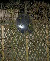 Chilean Potato Vine against fence