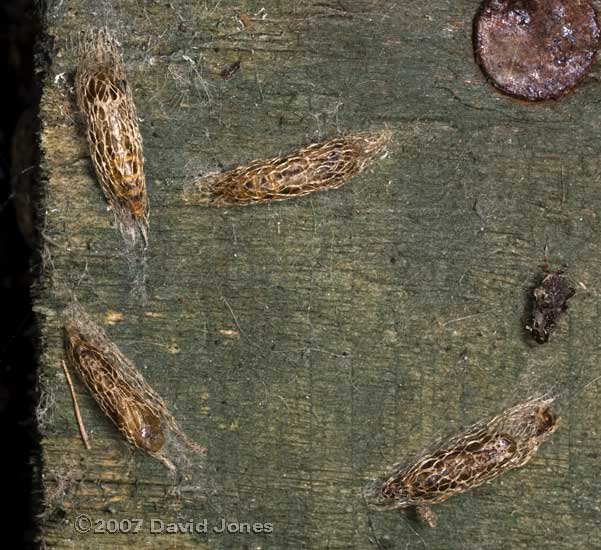 Pupal cases behind the Chilean Potato Vine - 1