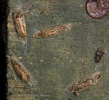 Pupal cases behind the Chilean Potato Vine