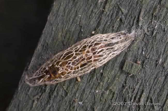 Pupal cases behind the Chilean Potato Vine - 2