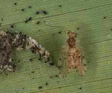 Bark-fly (Bark-louse) on bamboo leaf