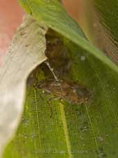 Birch Catkin Bugs (Kleidocerys resedae) on bamboo leaf