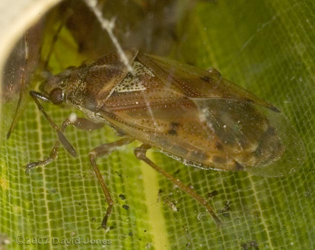 Birch Catkin Bugs (Kleidocerys resedae) on bamboo leaf - close-up