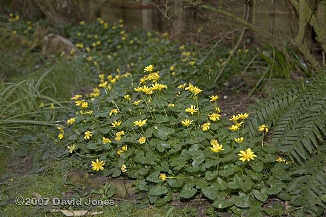 Lesser Celandine in flower