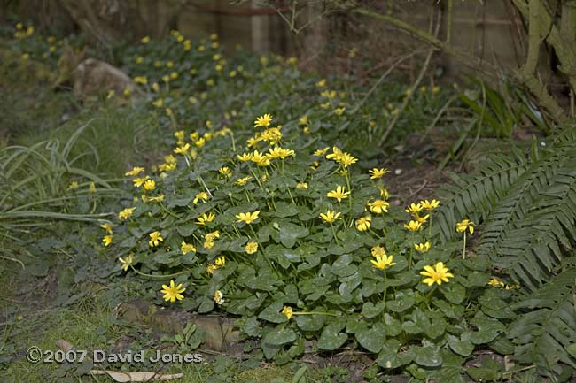 Lesser Celandine in flower