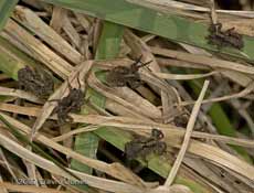 Hunting spiders congregate on grass