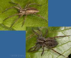 Two species of hunting spider on grass