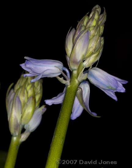 The first Bluebells in flower