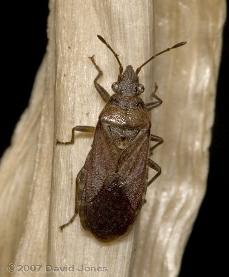 Bug (unidentified) on dead grass