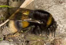 Buff-tailed Bumblebee