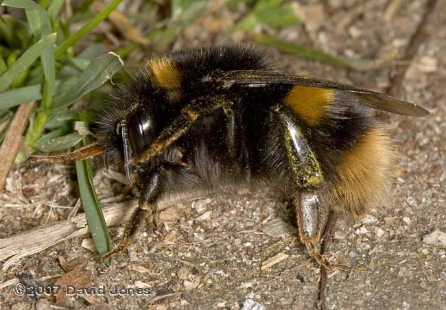 Buff-tailed Bumblebee in defensive pose