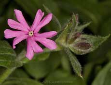 The first Red Campion in flower